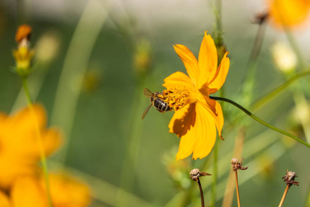 istock Honeybee on Sulphur Cosmos Flower 1045359924