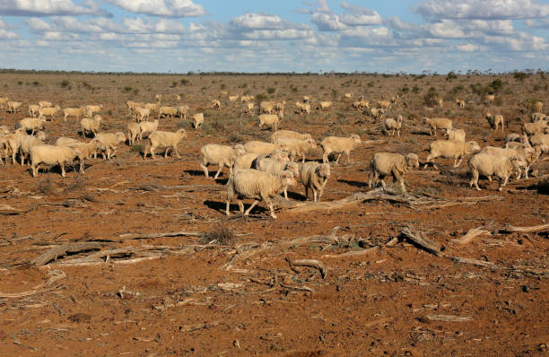 Sheep Grazing stock photo