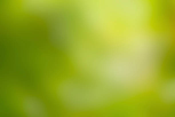 istock Abstract green colour blurred soft focus bokeh freshness background 1045360270