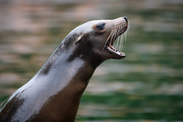 istock California sea lion 1045363328