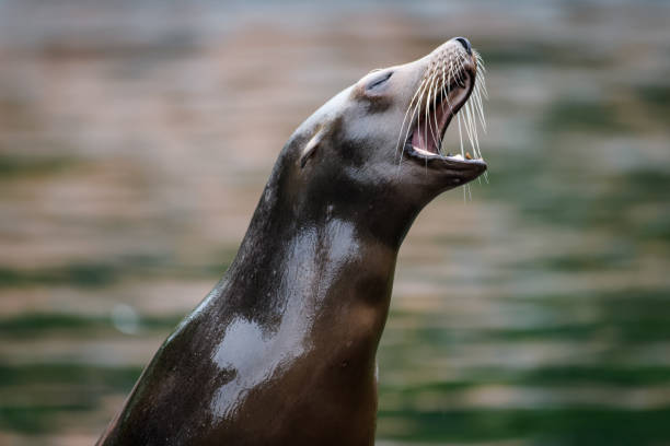 istock California sea lion 1045363338