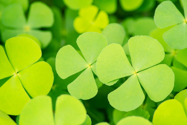 istock Cute green leaf in bright day light for background 1045363376