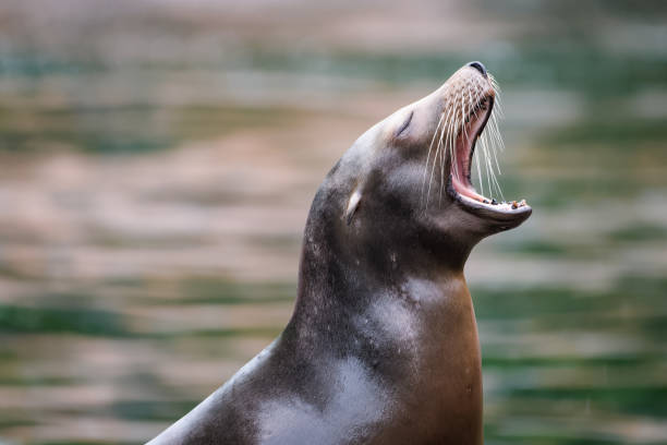 istock California sea lion 1045363380
