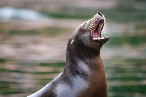 istock California sea lion 1045363406