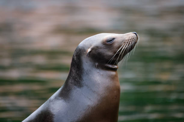 istock California sea lion 1045363418