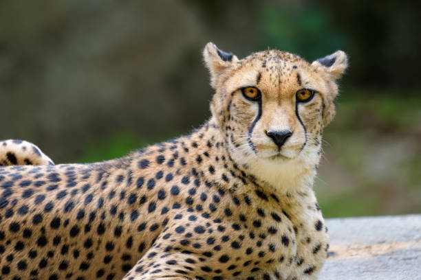 istock Closeup of a cheetah 1045363542