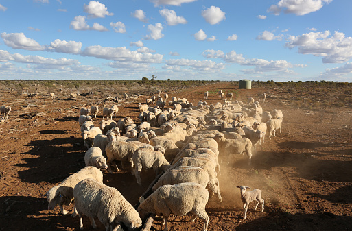 Herd of sheep on sheep ranch in Queensland Australia