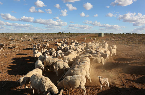 Sheep Feeding Sheep Feeding on Cotton Seed during Drought farmer-drought-australia stock pictures, royalty-free photos & images