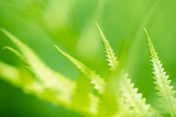 istock Fern in bright sunlight nature bokeh freshness background 1045363992