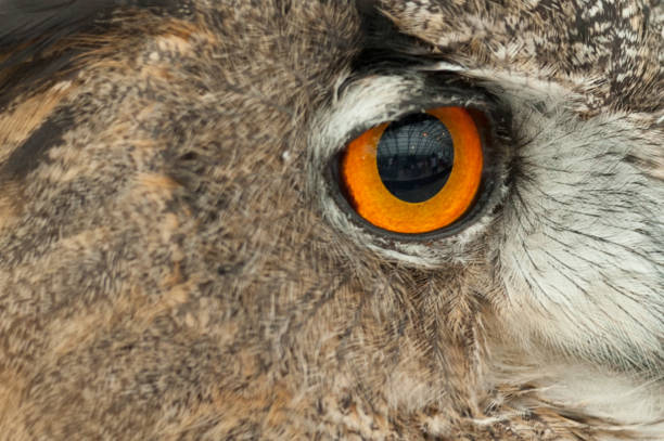 istock Eurasian eagle-owl (Bubo bubo). Close-up on the right orange eye. 1045364262