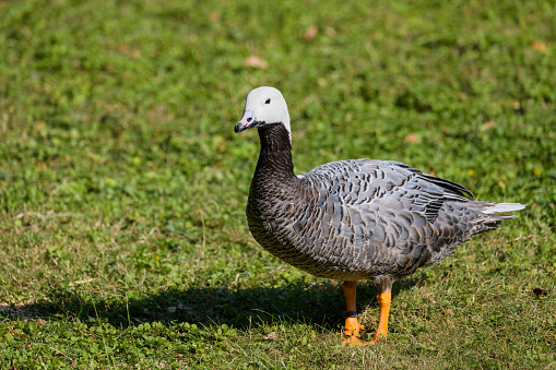 Emperor goose standing in grass