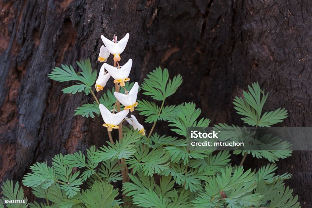 Regrowth of a dutchman's breeches A burnt out tree stump is the backdrop for the small white teardrop-shaped bulblets of a dutchman's breeches. The white fingernail sized flowers stand out prominently against the blackened log. Bleeding Heart - Flower Stock Photo