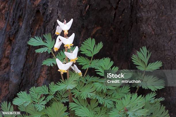 Regrowth Of A Dutchmans Breeches Stock Photo - Download Image Now - Bleeding Heart - Flower, Herbal Medicine, Annual - Plant Attribute