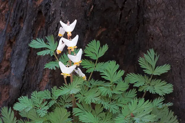 A burnt out tree stump is the backdrop for the small white teardrop-shaped bulblets of a dutchman's breeches. The white fingernail sized flowers stand out prominently against the blackened log.