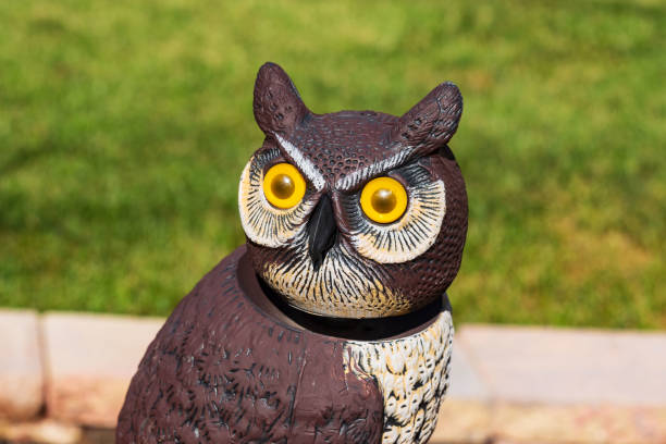 this owl has kept a close eye on the garden all summer this owl has kept a close eye on the garden all summer for the most part owl decoy stock pictures, royalty-free photos & images