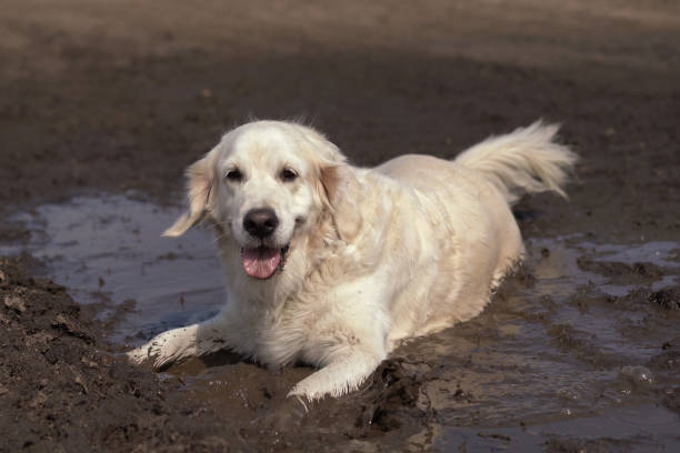 istock Funny picture - a beautiful thoroughbred dog with joy lying in a muddy puddle 1045367628
