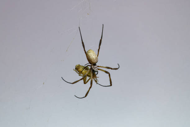 istock Golden silk orb weaver 1045367936