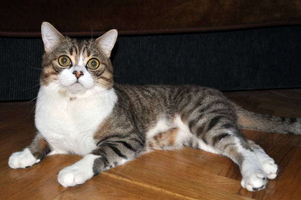 istock a large beautiful purebred cat with a raised head and a dark background 1045367960