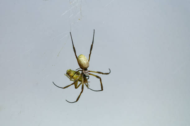 istock Golden silk orb weaver 1045367970