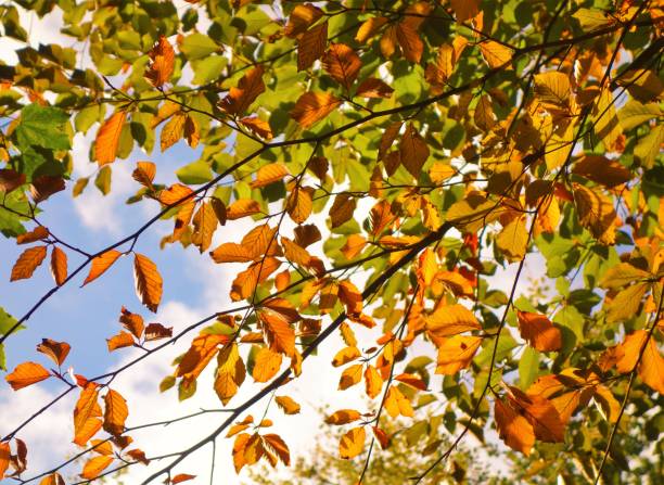 istock Colours of Autumn. 1045372114