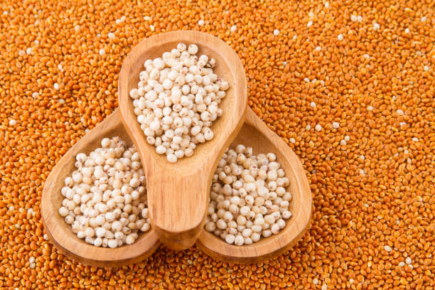 istock grains of red and white sorghum 1045372826