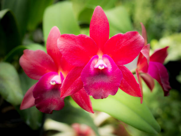 Red Cattleya Orchid Flowers Blooming The Red Cattleya Orchid Flowers Blooming in The Garden cattleya magenta orchid tropical climate stock pictures, royalty-free photos & images