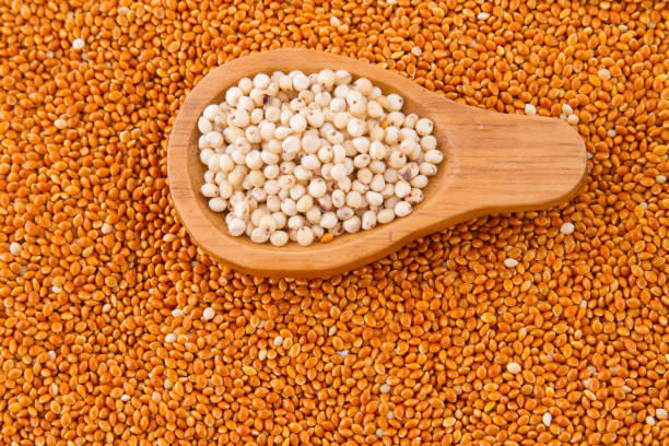 istock grains of red and white sorghum 1045376058