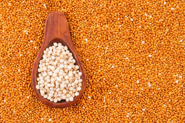 istock grains of red and white sorghum 1045378624