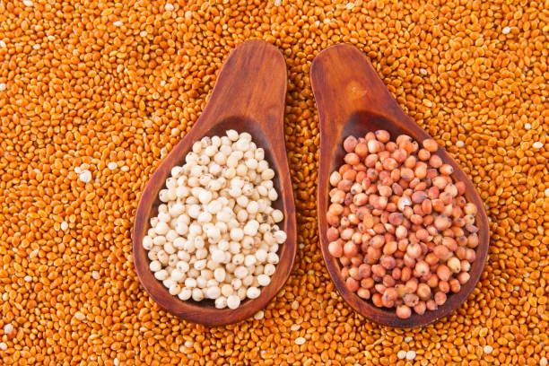 istock grains of red and white sorghum 1045383050