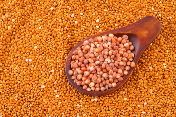 istock grains of red and white sorghum 1045383066