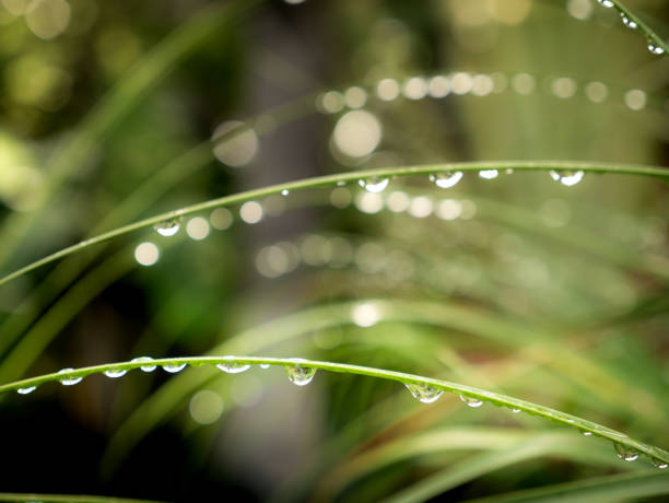 istock Water Drops on The Pony’s Tail Leaves 1045383878