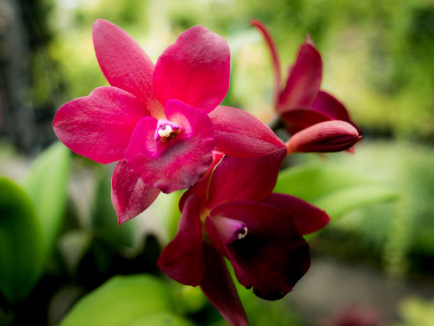 Red Cattleya Orchid Flowers Blooming The Red Cattleya Orchid Flowers Blooming in The Garden cattleya magenta orchid tropical climate stock pictures, royalty-free photos & images