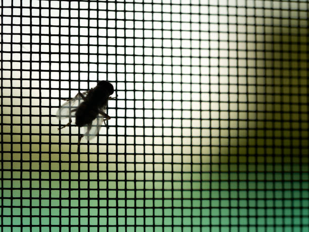 mosca de encaramado en la mosquitera - mosca insecto fotografías e imágenes de stock