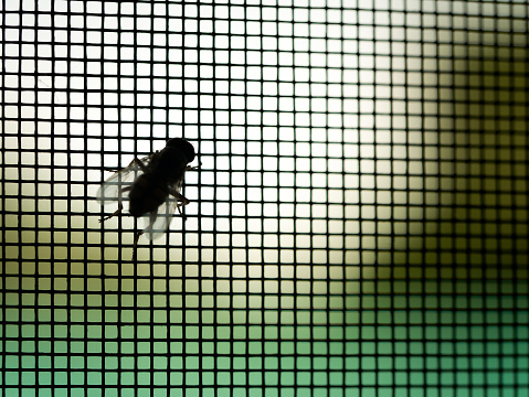 The Fly Perched on The Mosquito Screen in The Window Frame