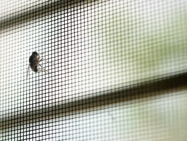 Photo of Fly Perched on The Mosquito Screen