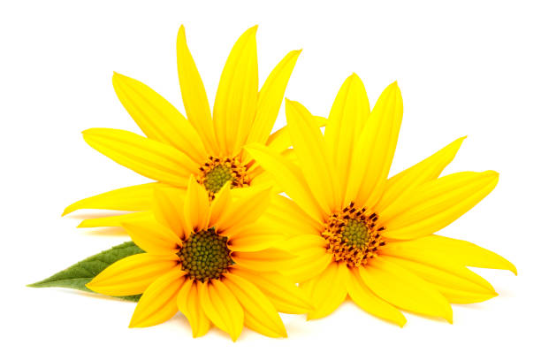 istock Flower jerusalem artichoke isolated closeup. 1045388806