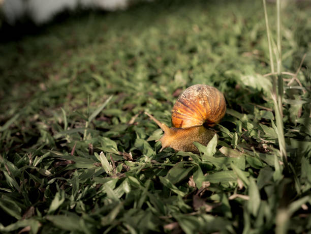 istock Snail Crawling on The Grass behind The Sun Light 1045389354