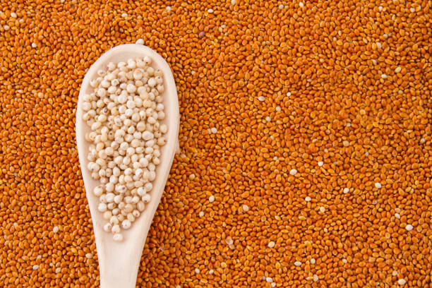 istock grains of red and white sorghum 1045392052