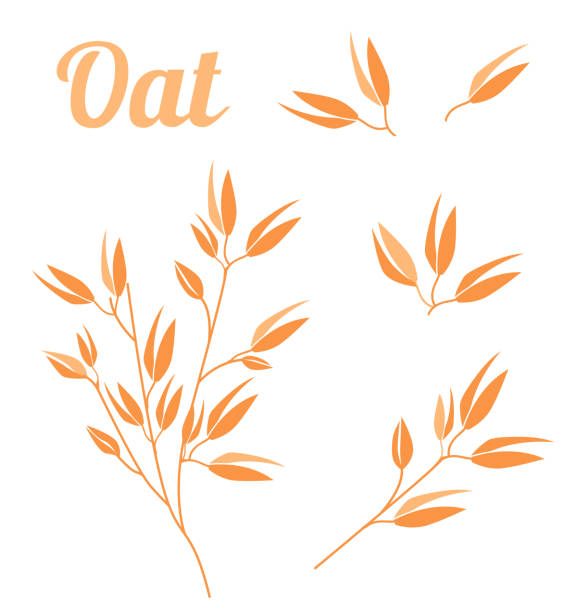 ilustrações, clipart, desenhos animados e ícones de plantas de cereais, indústria de agricultura orgânica cortar produtos de flocos de aveia grumos, design de embalagem de aveia. - oatmeal