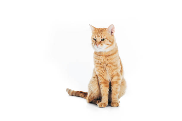 istock cute domestic tabby cat sitting and looking away isolated on white 1045395438