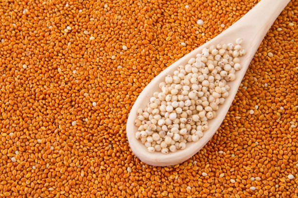 istock grains of red and white sorghum 1045397092