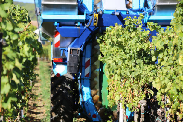 수확 된 포도 수확 - chenin blanc 뉴스 사진 이미지