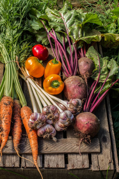 istock Fresh vegetables on wooden background. Vegetables harvest 1045407362