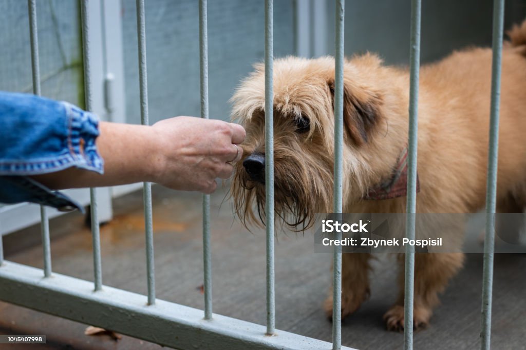Abandoned dog in animal shelter. Hope for pet adoption. Female hand touching a dog in cage. Friendship between human and dog. Animal Shelter Stock Photo