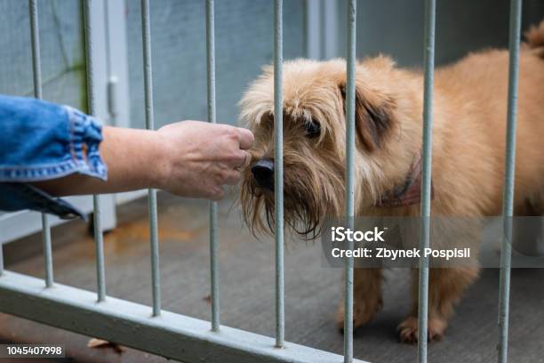 Abandoned Dog In Animal Shelter Hope For Pet Adoption Female Hand Touching A Dog In Cage Stock Photo - Download Image Now