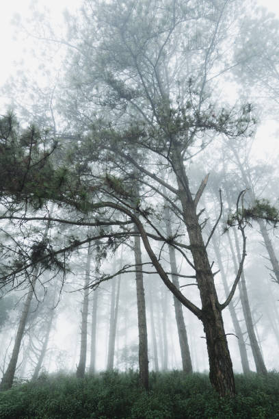 istock Fog and trees forest in the morning 1045415004