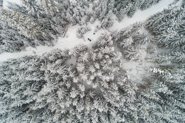 istock Aerial Flight Trees at Morning Peaks 1045415036