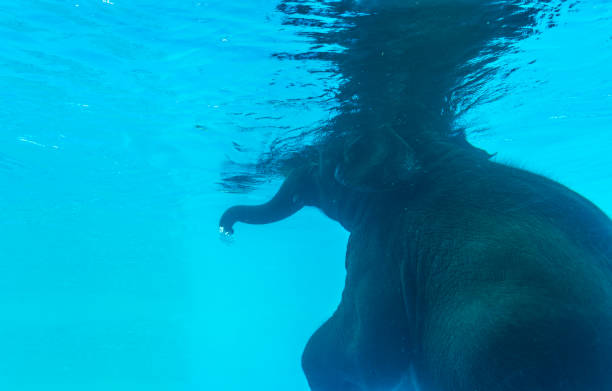 istock Back side of Elephant swimming in glass pool 1045415272