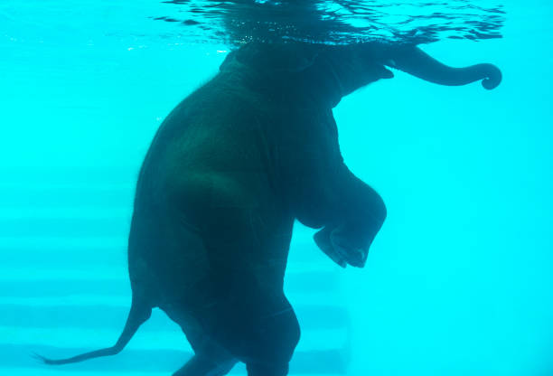 istock Elephant swimming in swimming pool 1045418898