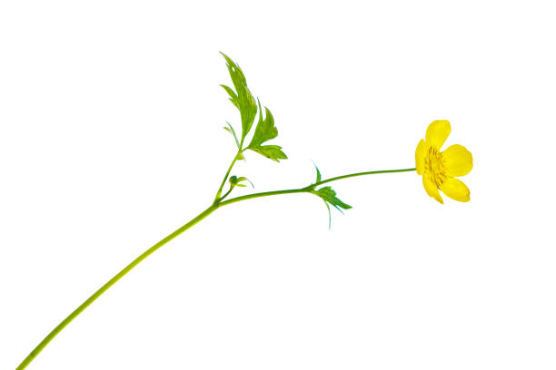istock wildflowers buttercup isolated on white background. 1045420406